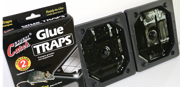 Mouse glue trap